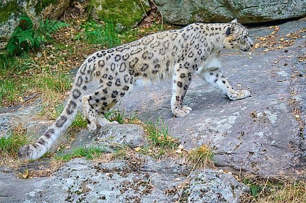 Snow Leopard,