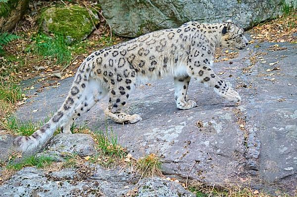 Snow Leopard,