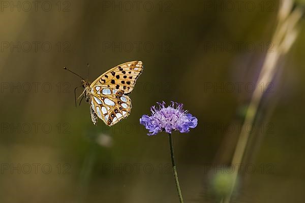 Queen of spain fritillary,