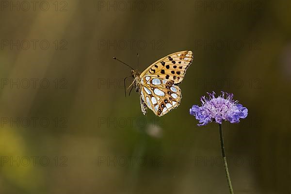 Queen of spain fritillary,