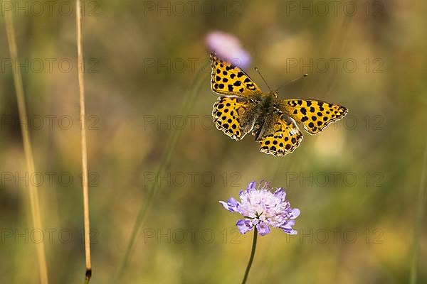 Queen of spain fritillary,