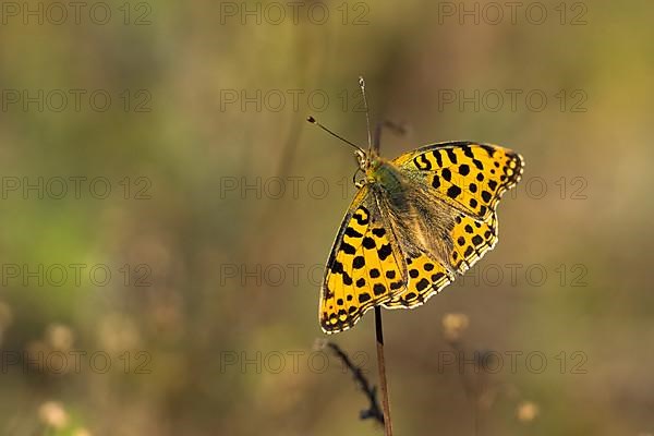 Queen of spain fritillary,