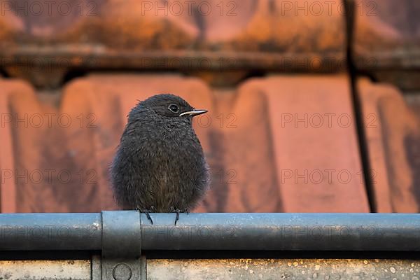 Black Redstart,