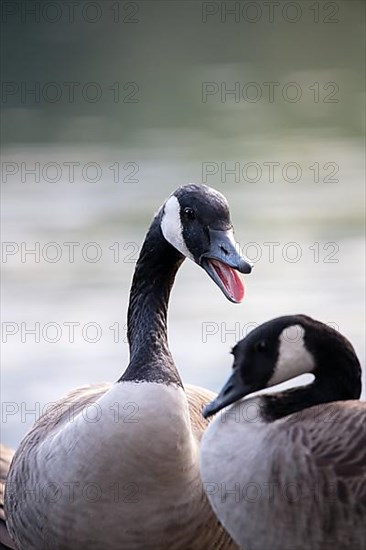 Canada goose,