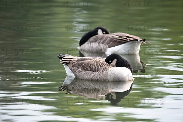 Canada goose,