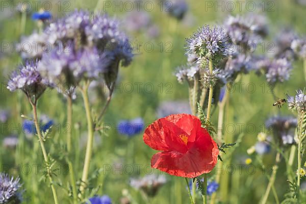 Poppy flowers,