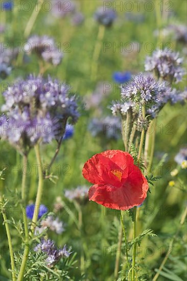 Poppy flowers,