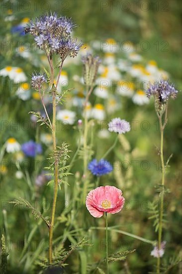 Poppy flowers,