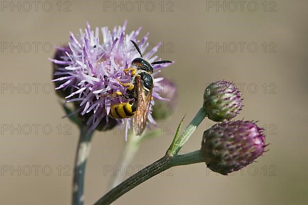 Common wasp,