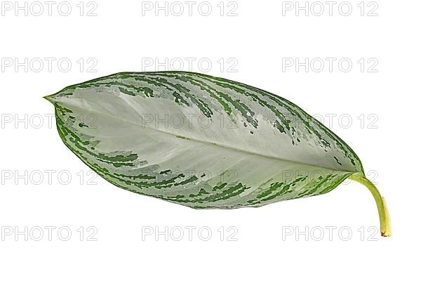 Leaf of tropical 'Aglaonema Silver Bay' houseplant with silver pattern on white background,