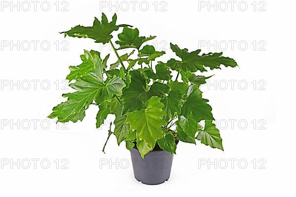 Tropical Thaumatophyllum Shangri La houseplant with long stems and lobed leaves in pot isolated on white background. Also called Philodendron Selloum,