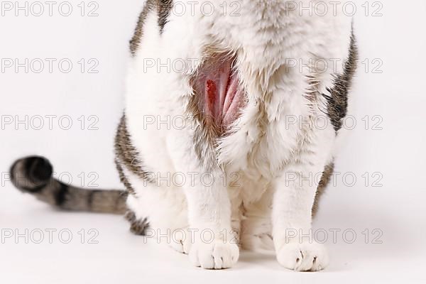 Cat with infected skin scrap wound and bald spot on upper arm,