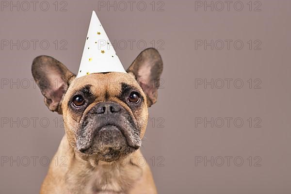 Portrait of French Bulldog dog wearing white party celebration hat in front of brown background with copy space. New Years Eve dog,