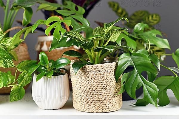 Various indoor houseplants like Rhaphidophora or Philodendron in beautiful white ceramic and woven basket flower pots,