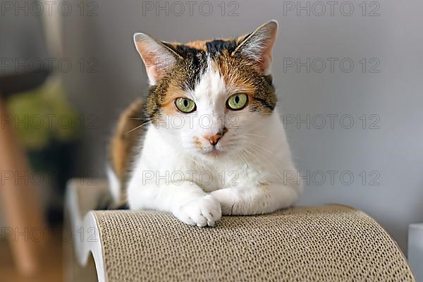 Calico Cat with green eyes lying on cardboard scratch board,