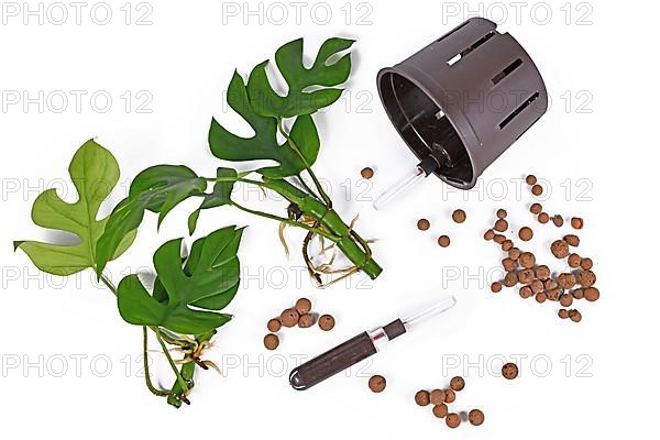 Tools for keeping houseplants in passive hydroponics system without soil with water level indicators, expanded clay leca ball pellets