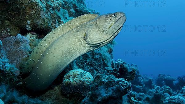 Close-up portrait of Moray peeks out of its hiding place. Yellow-mouthed Moray Eel,