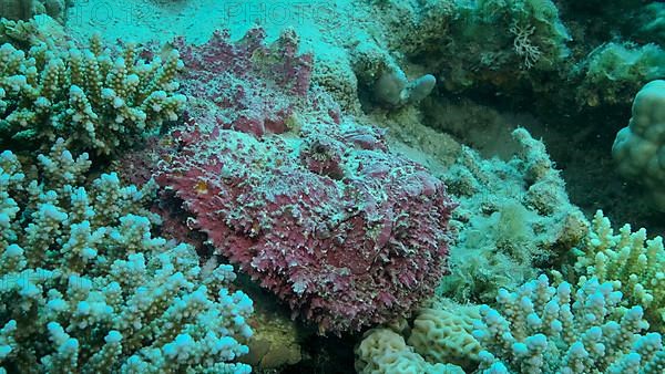 Close-up of pink Stonefish lies on corals. Reef Stonefish,