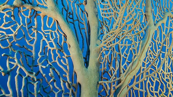 Details of the soft coral,