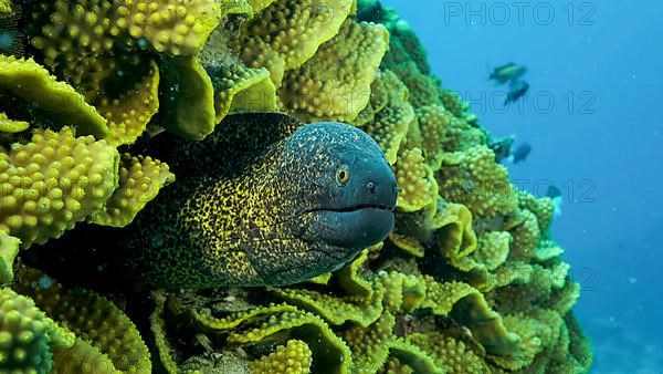 Yellow Edged Moray Eel,