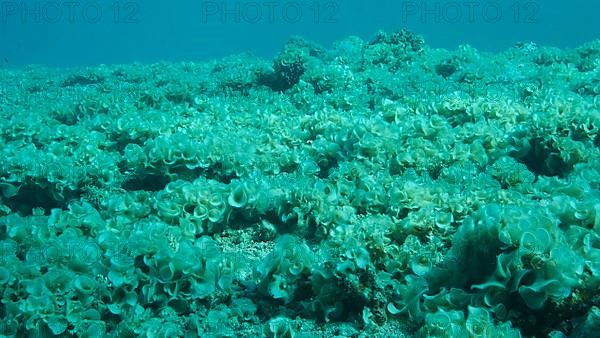 Once beautiful coral reef is overgrown with algae as a result of eutrophication,