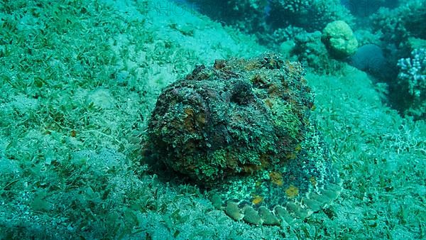 Close-up of the Stonefish lies on sandy bottom covered with green seagrass. Reef Stonefish,