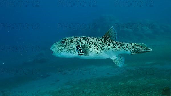 Close-up of Pufferfish,