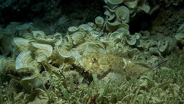 Close-up, Scorpionfish hiding among the reef. Tasseled Scorpionfish