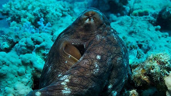 Portrait of big red Octopus sits on the coral reef. Common Reef Octopus,