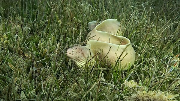 Close-up of Moray lie in green seagrass. Geometric moray,