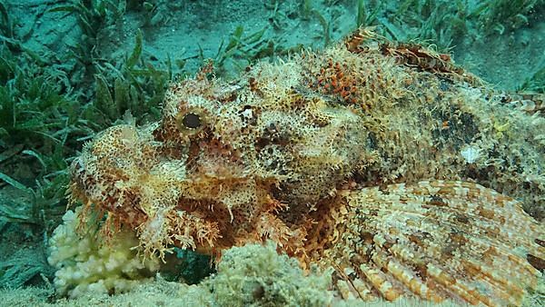 Scorpion fish lie on the reef. Bearded Scorpionfish,