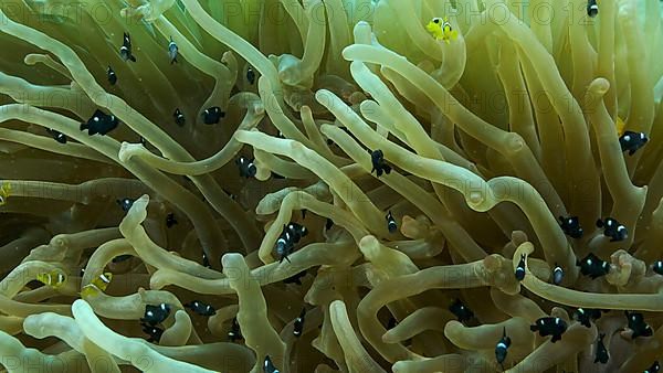 Baby Clownfish and school of Damsel fish swims on Bubble Anemone. Red Sea Anemonefish,