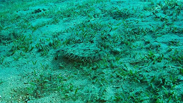 Closeup of the Flounder fish lie on green seagrass. Leopard flounder,