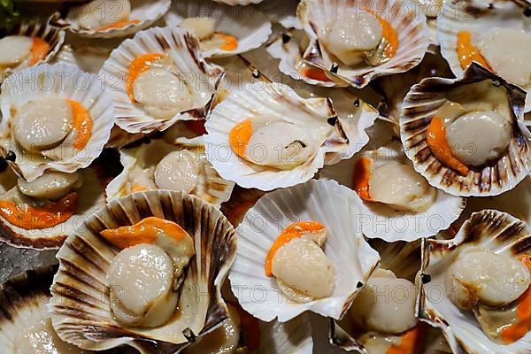 Scallops, Campo de la Pescaria fish hall