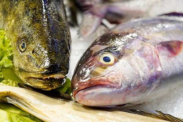 Fish, Rialto Market