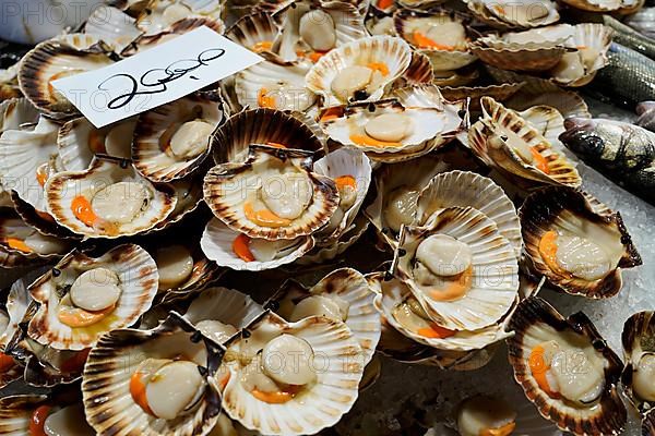 Scallops, Campo de la Pescaria fish hall