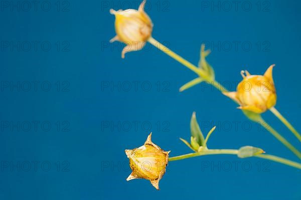 Capsules of flax,