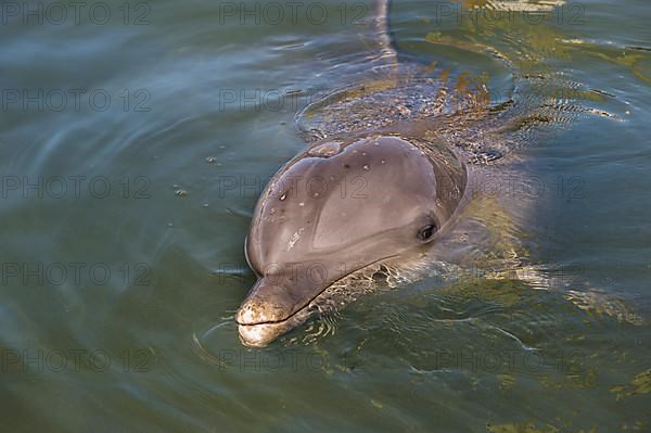 Bottlenose Dolphin, Tursiops tursiops