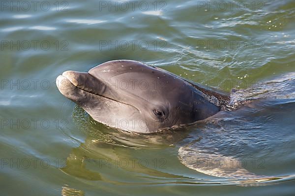 Bottlenose Dolphin, Tursiops tursiops