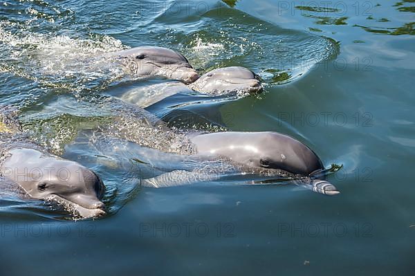 Bottlenose Dolphin, Tursiops tursiops