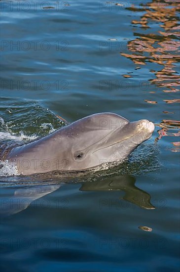 Bottlenose Dolphin, Tursiops tursiops