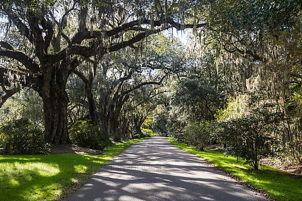 Oak tree alley in the Magnolia Plantation outside Charleston, South Carolina