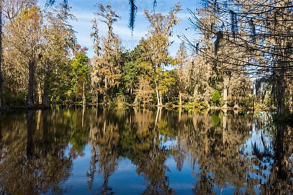 Swampy are in the Magnolia Plantation outside Charleston, South Carolina