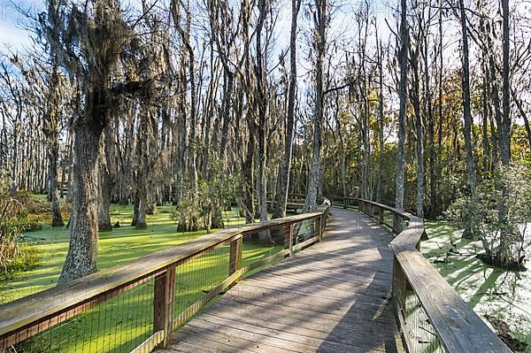 Dead trees in the swamps of the Magnolia Plantation outside Charleston, South Carolina