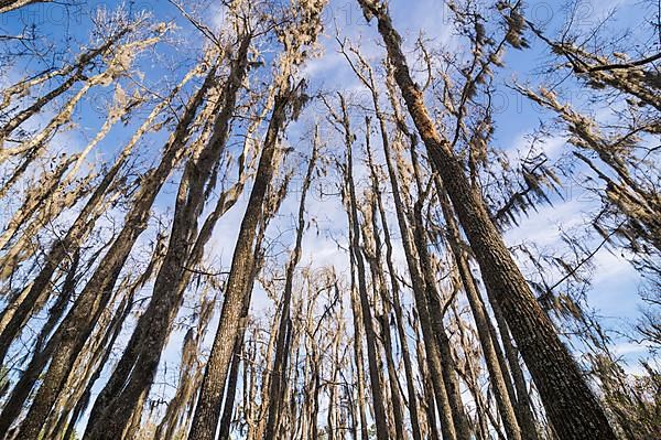 Dead trees in the swamps of the Magnolia Plantation outside Charleston, South Carolina