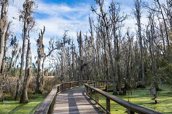 Dead trees in the swamps of the Magnolia Plantation outside Charleston, South Carolina