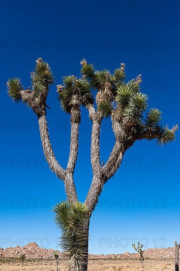 Joshua tree in the Joshua Tree National Park, California