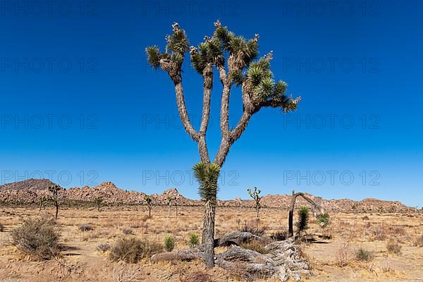 Joshua tree in the Joshua Tree National Park, California