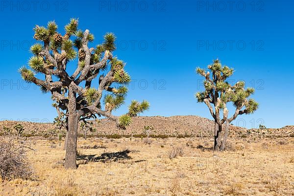 Joshua trees in the Joshua Tree National Park, California