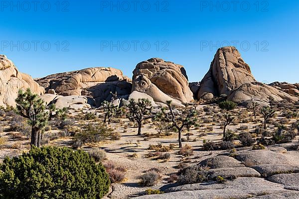 Joshua trees in the Joshua Tree National Park, California